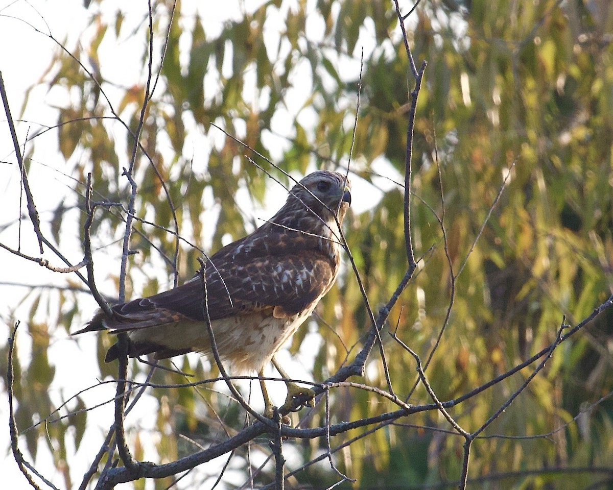 Red-shouldered Hawk - ML605661151