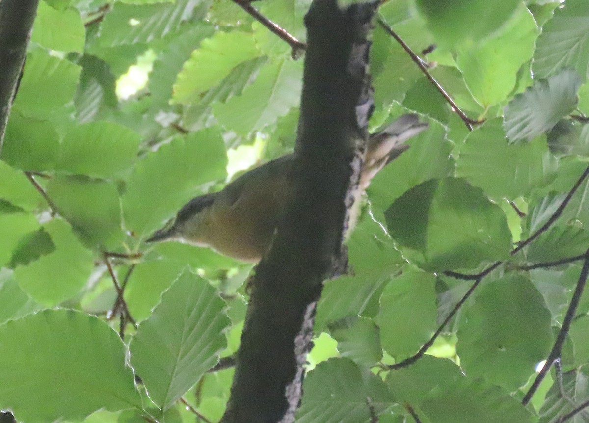 Eurasian Nuthatch - ML605661211