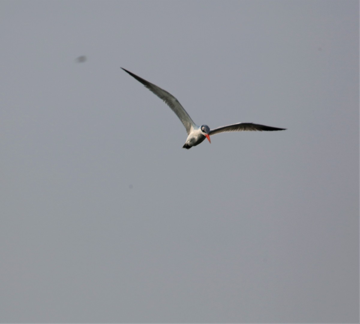 Caspian Tern - ML605661491