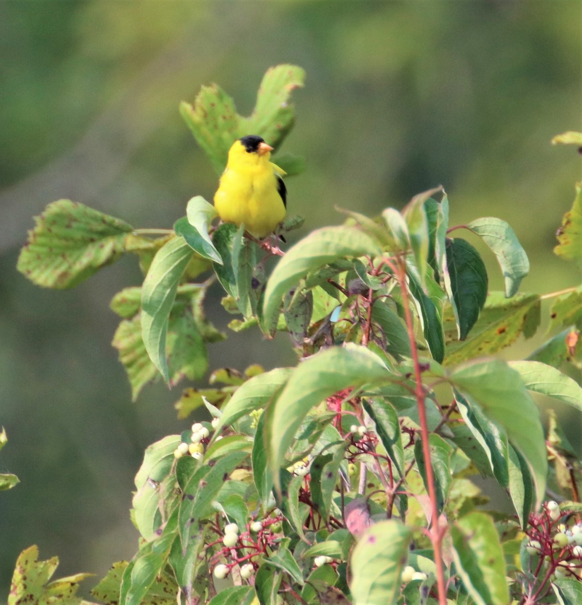 American Goldfinch - ML605662311