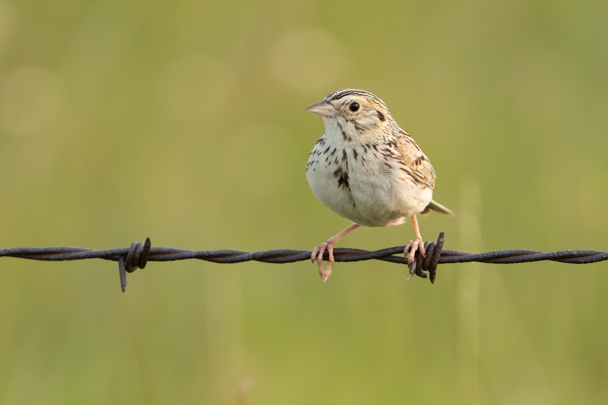 Baird's Sparrow - Darren Clark