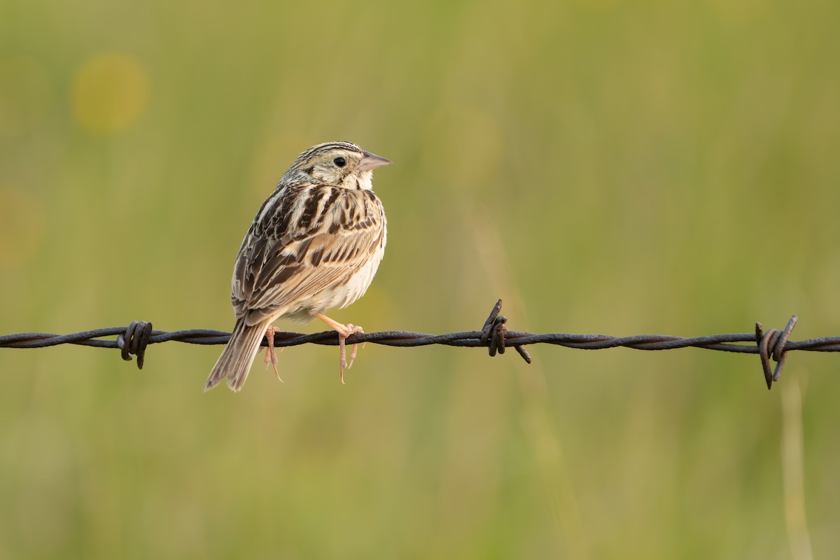 Baird's Sparrow - Darren Clark