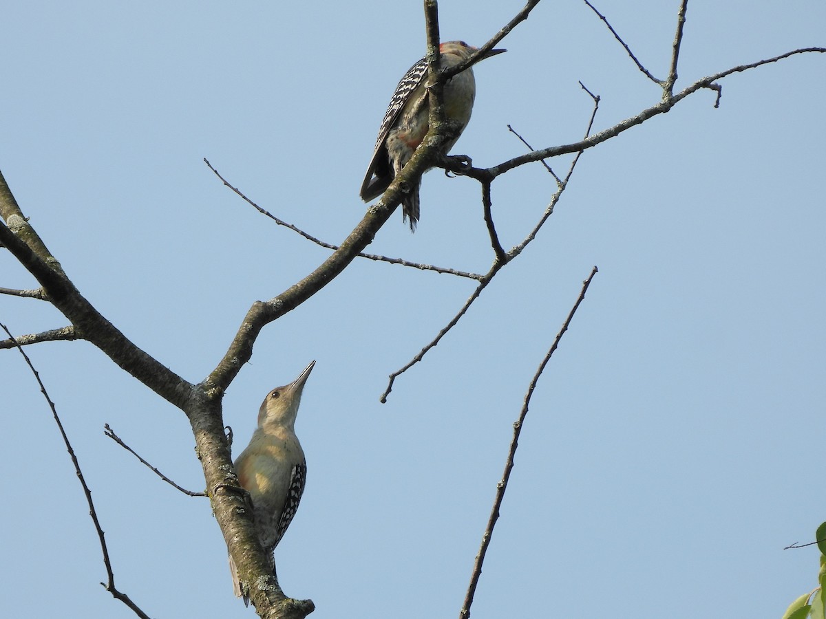 Red-bellied Woodpecker - ML605662641