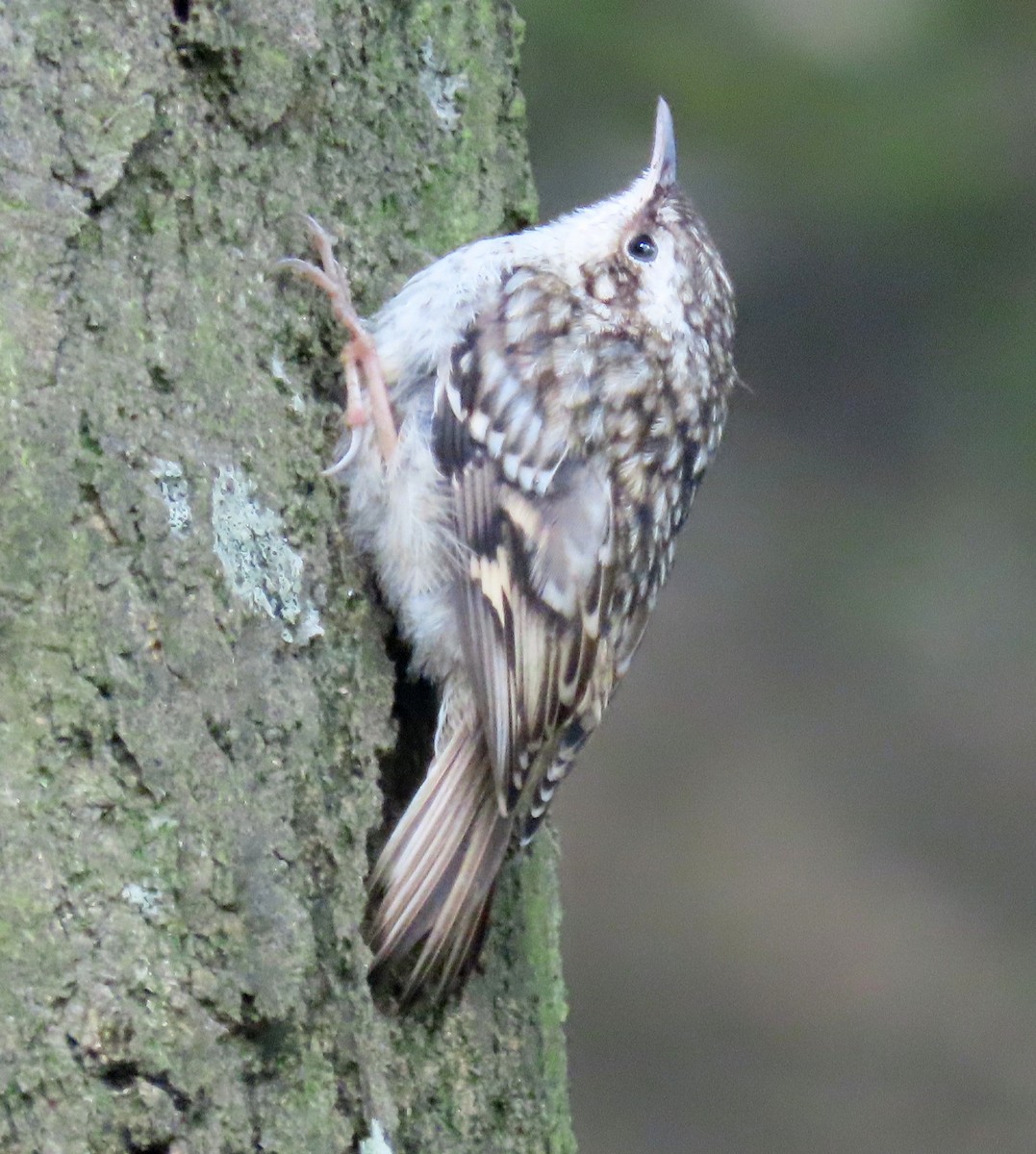 Eurasian Treecreeper - ML605663921