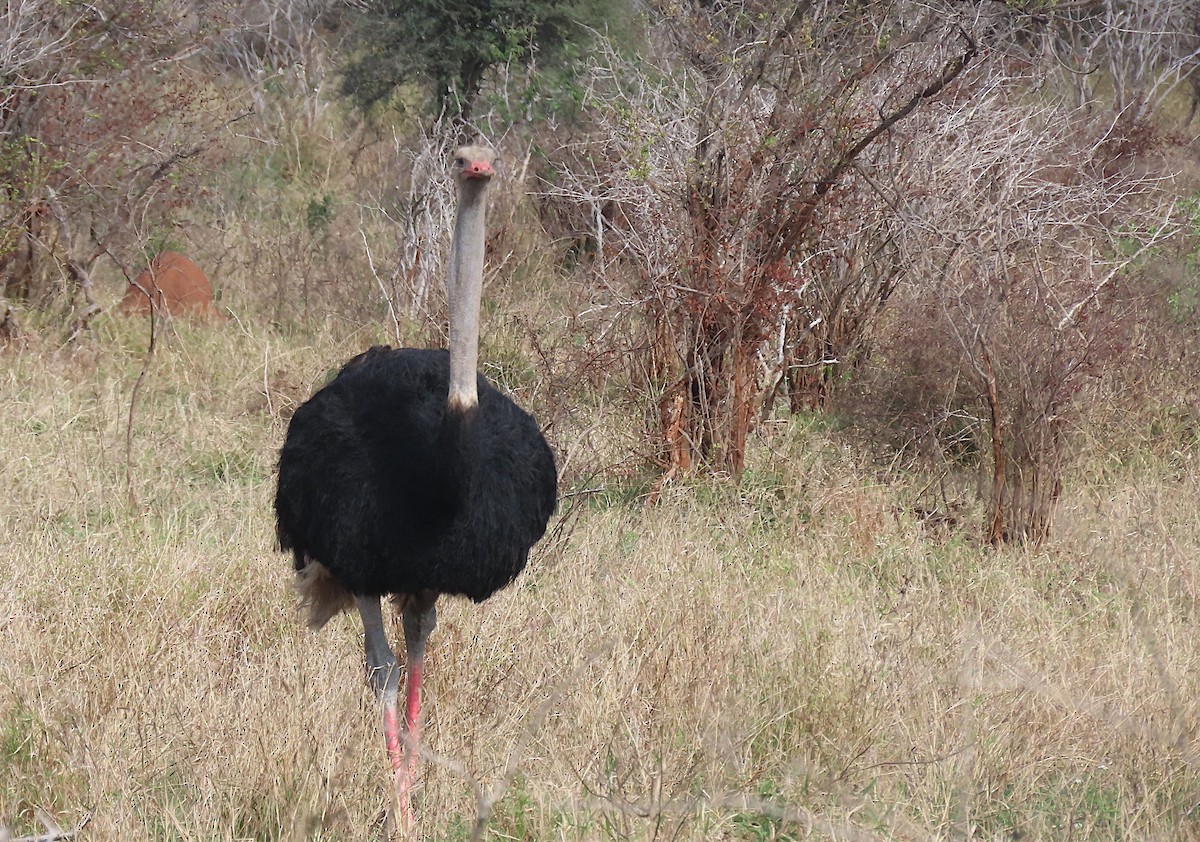 Common Ostrich - sylvain Uriot