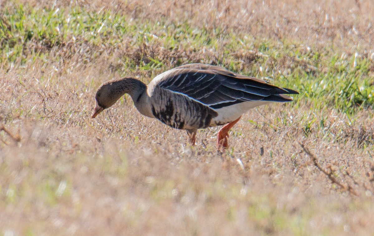 Greater White-fronted Goose - ML605667091