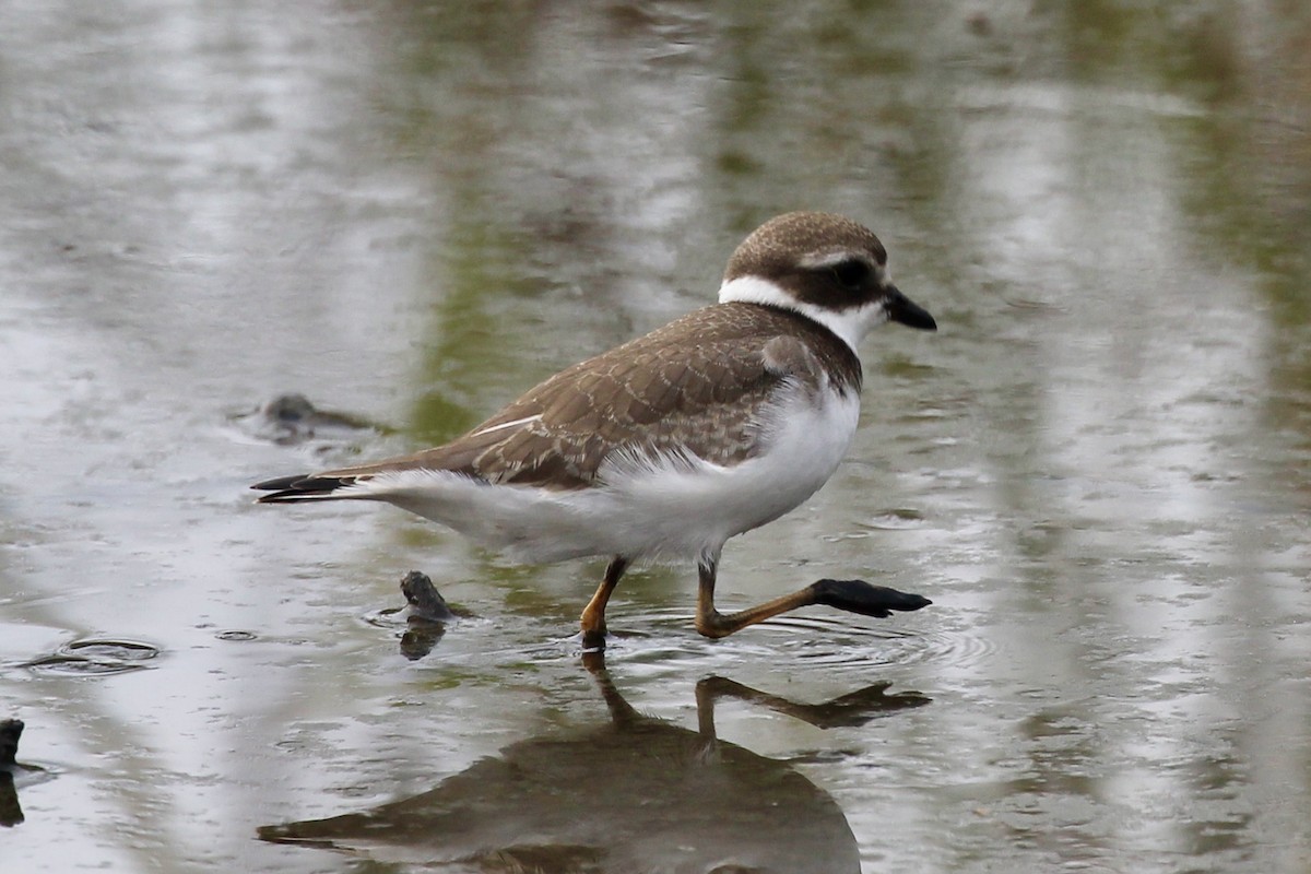Semipalmated Plover - ML605667831
