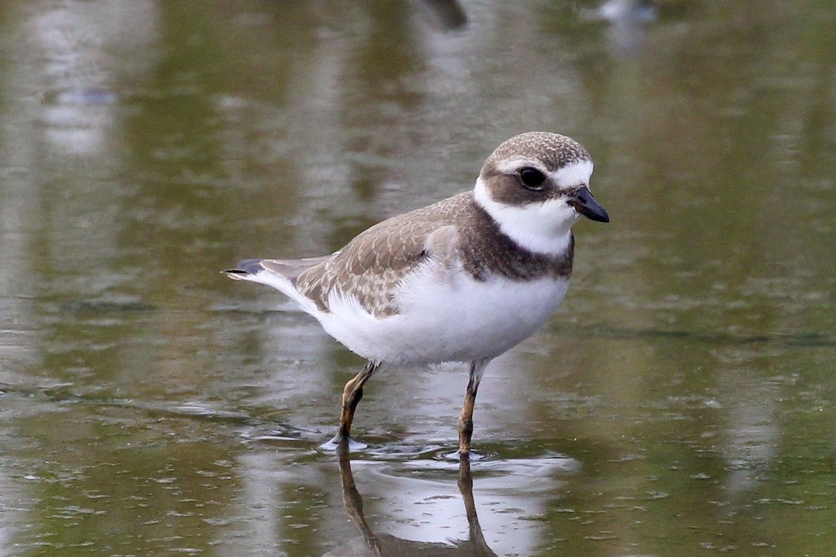 Semipalmated Plover - ML605667841