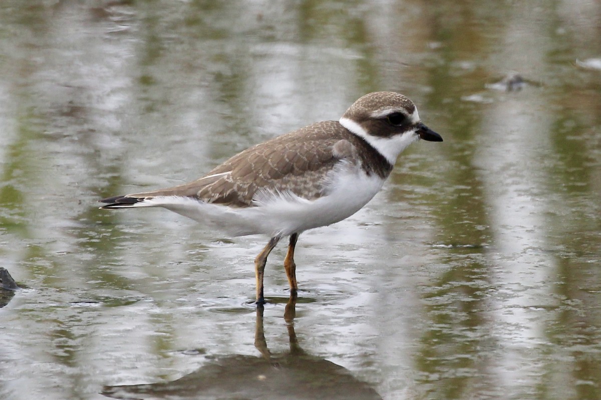 Semipalmated Plover - ML605667851