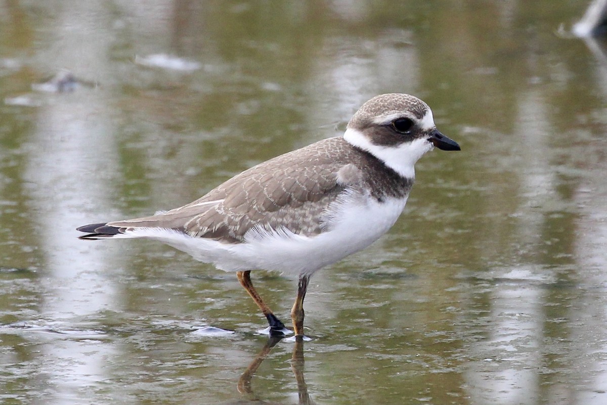 Semipalmated Plover - ML605667861