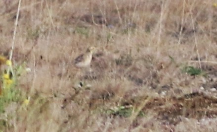 Tawny Pipit - ML605668031
