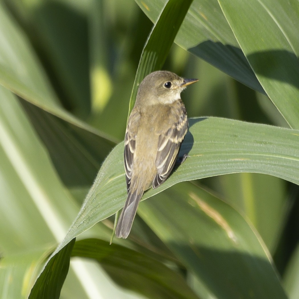 Acadian Flycatcher - Jim Tolbert