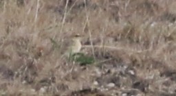 Tawny Pipit - ML605669591