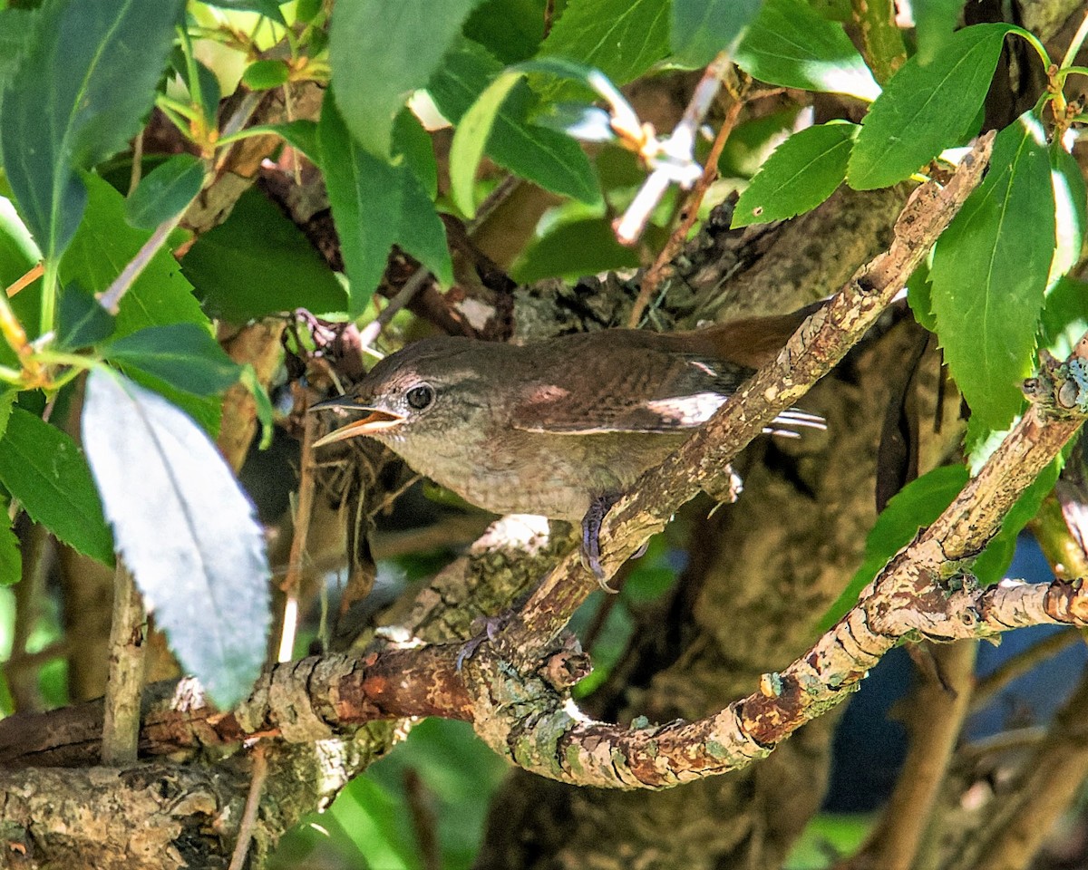 House Wren - ML605669811