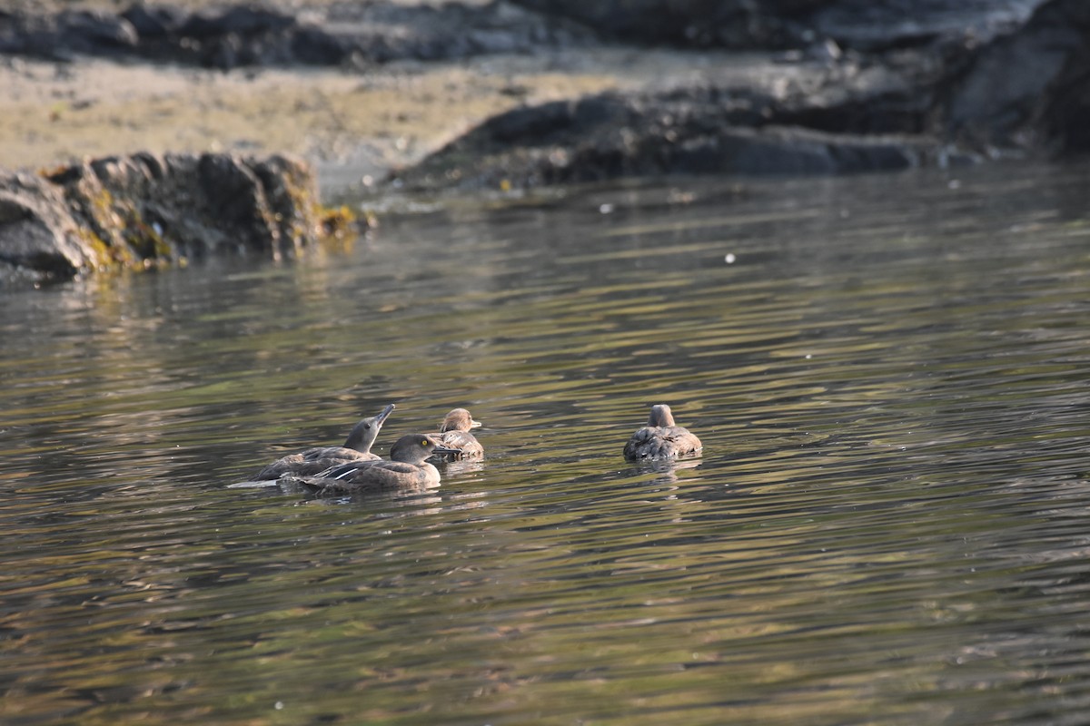 オウギアイサ - ML605670011