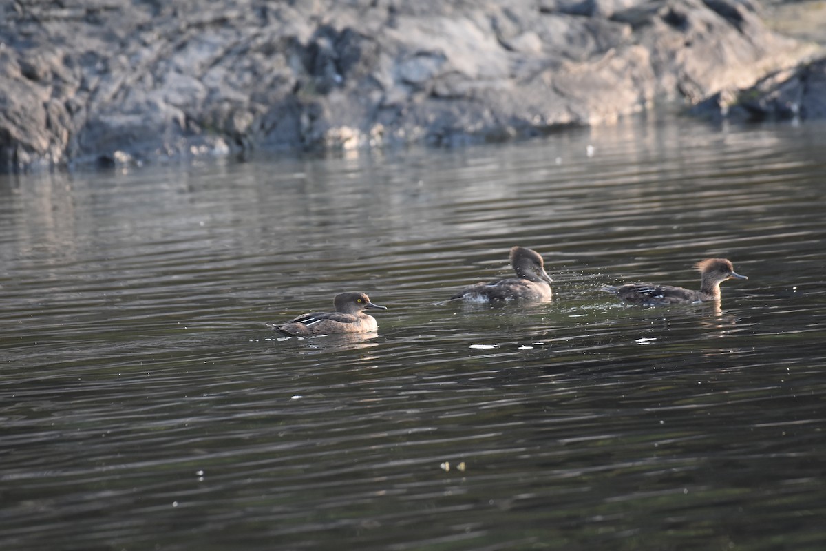 Serreta Capuchona - ML605670021