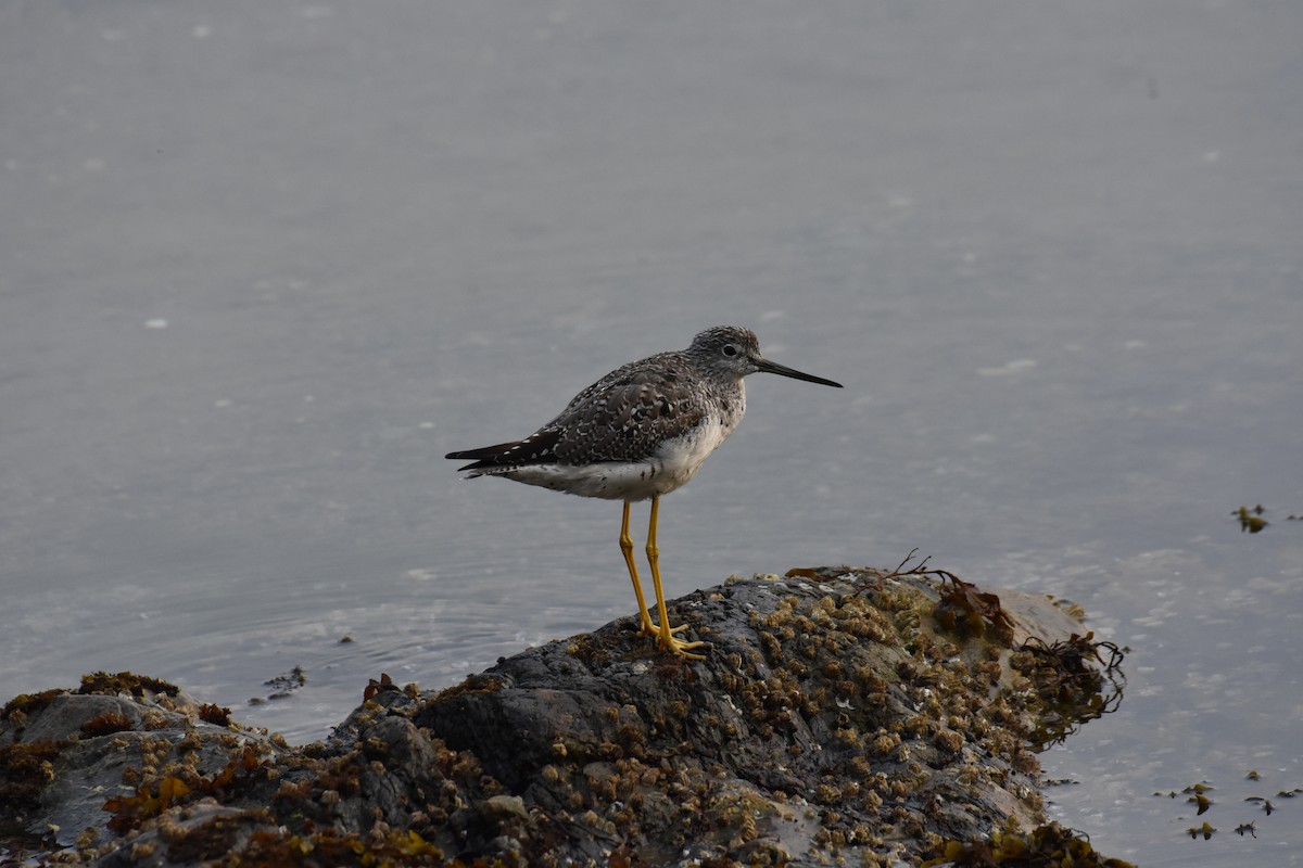 オオキアシシギ - ML605670041