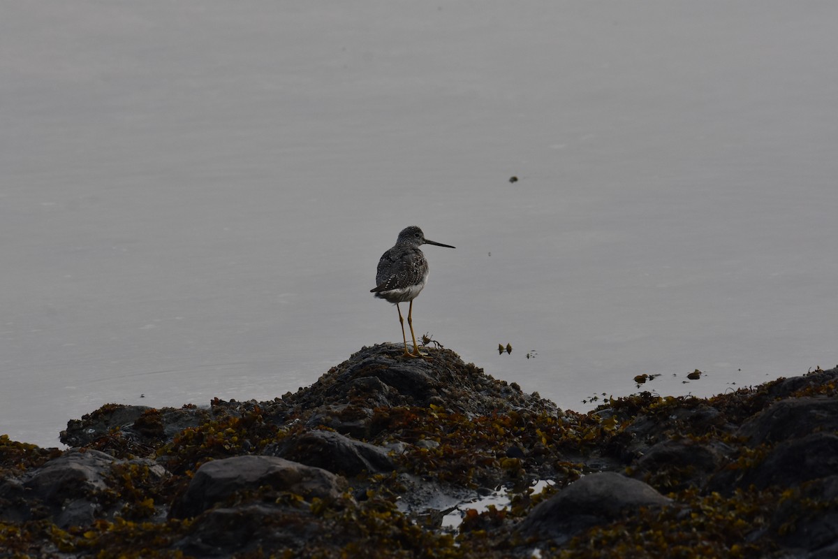 オオキアシシギ - ML605670051