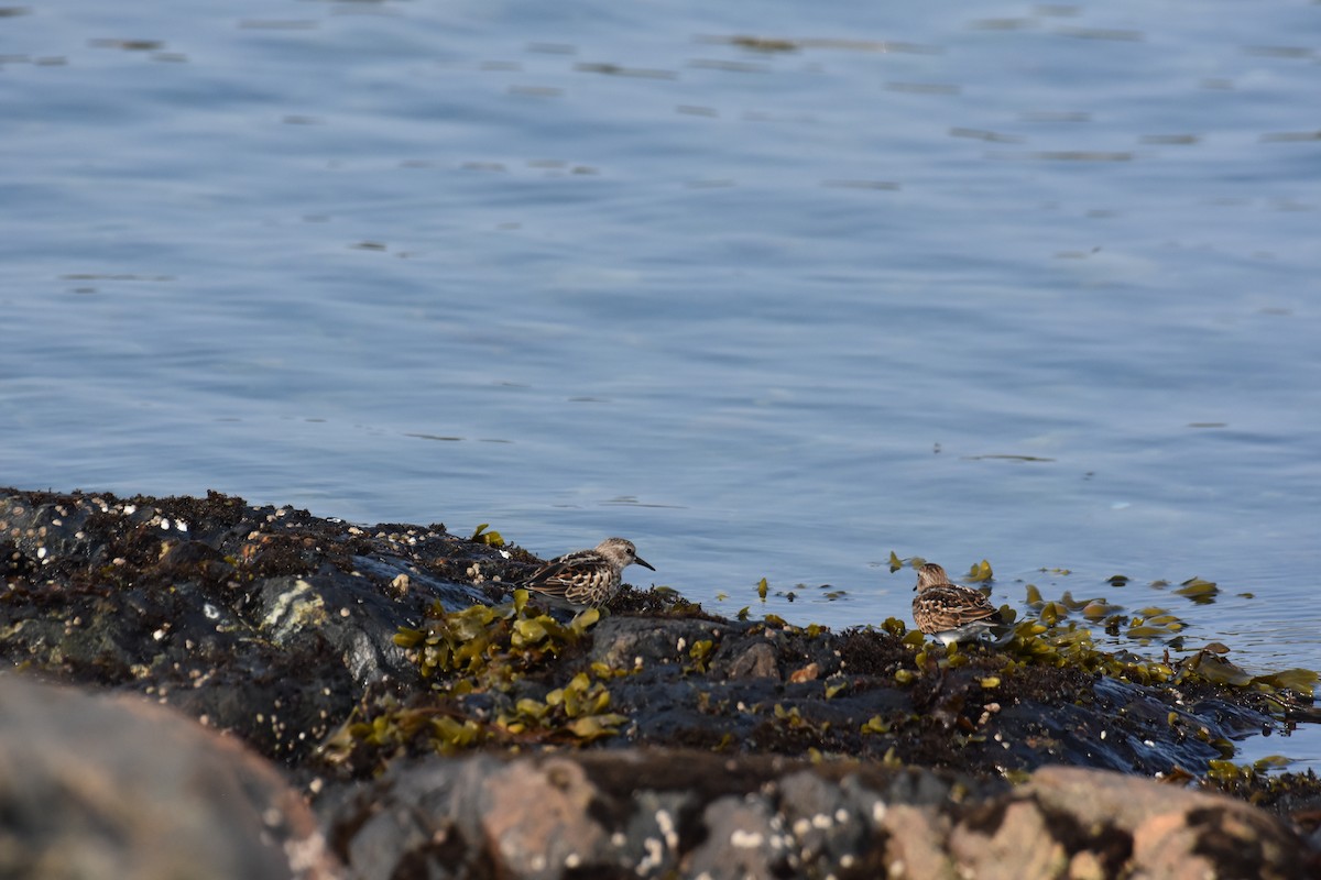 Correlimos Menudillo - ML605670071