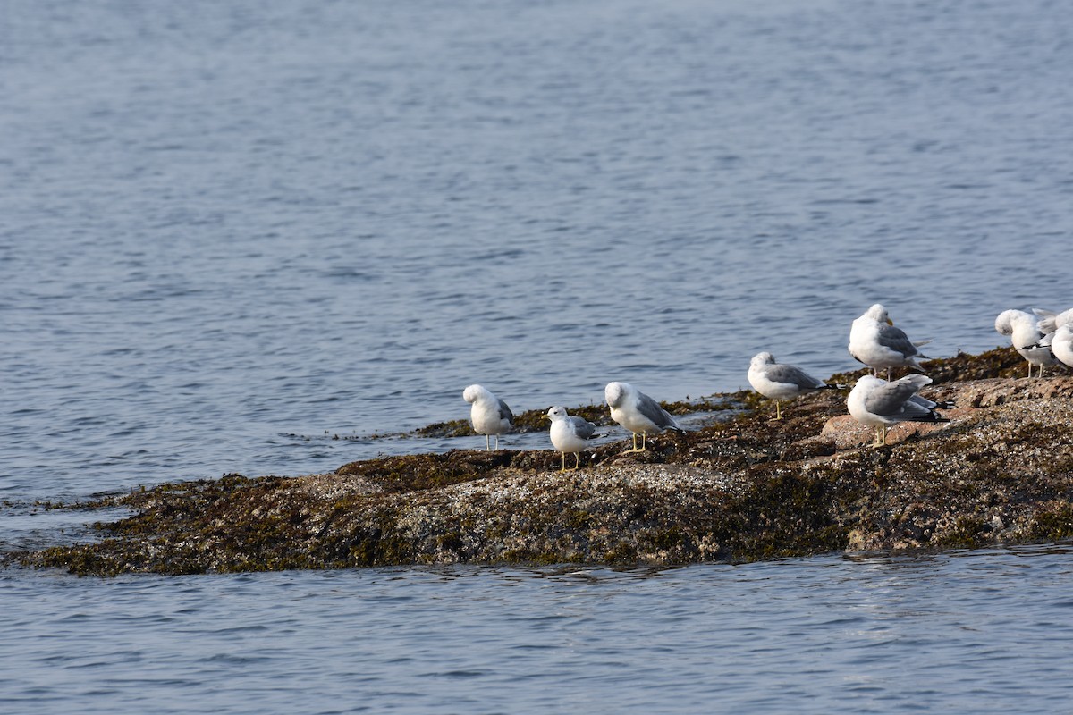 コカモメ - ML605670091