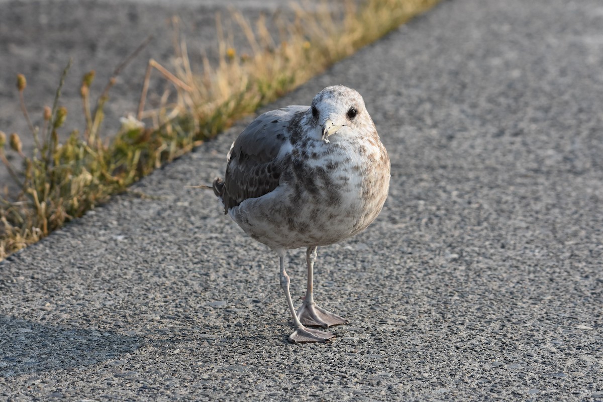 クロワカモメ - ML605670101