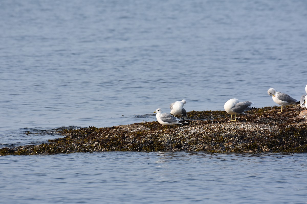 Gaviota de Alaska - ML605670111