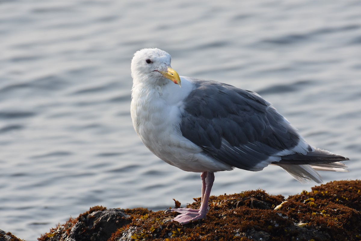 Glaucous-winged Gull - ML605670121