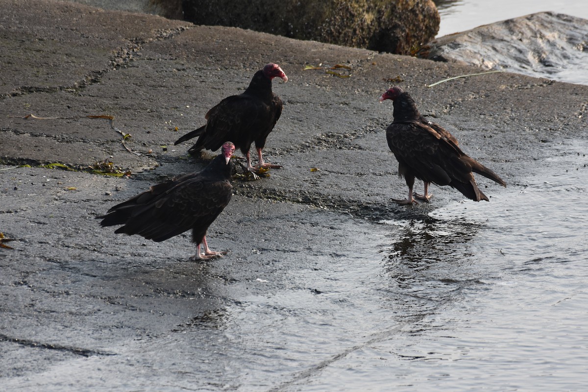 Aura Gallipavo - ML605670161