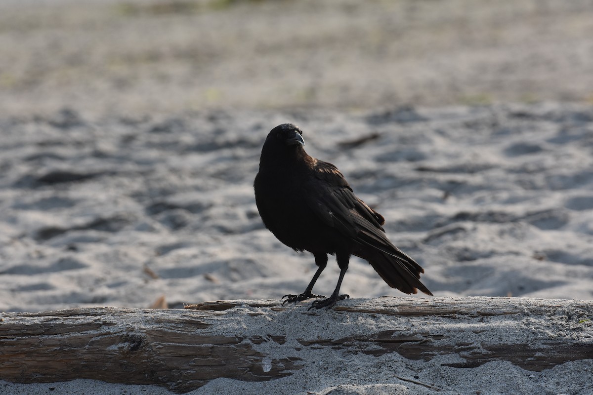 アメリカガラス - ML605670201