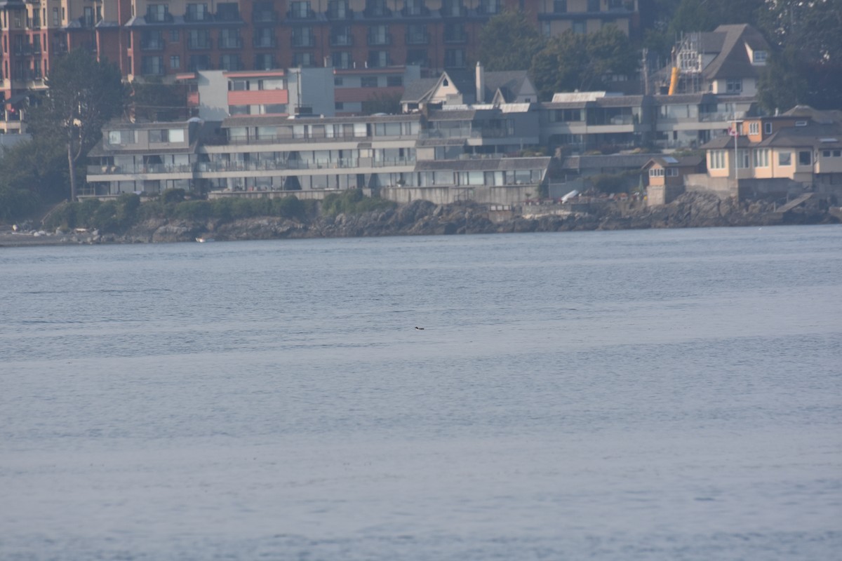 アメリカマダラウミスズメ - ML605670211