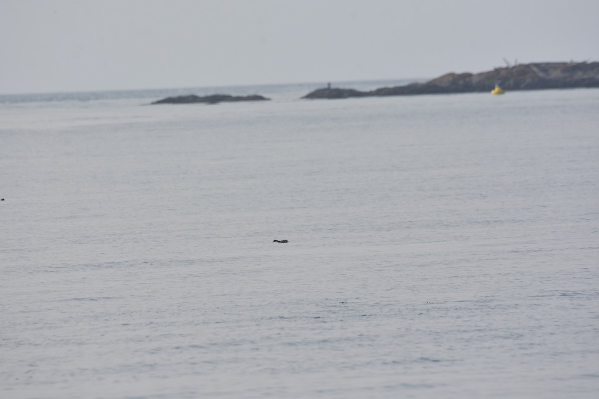 Marbled Murrelet - ML605670221