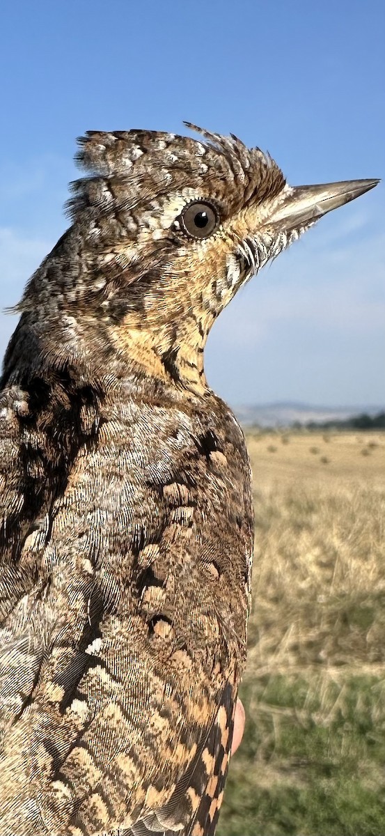 Eurasian Wryneck - ML605670651