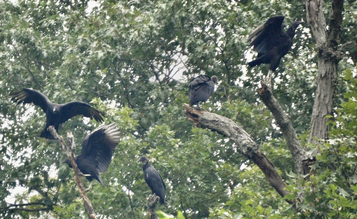 Black Vulture - ML605670711