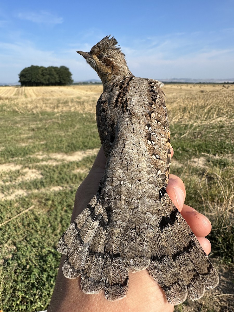 Eurasian Wryneck - ML605671431