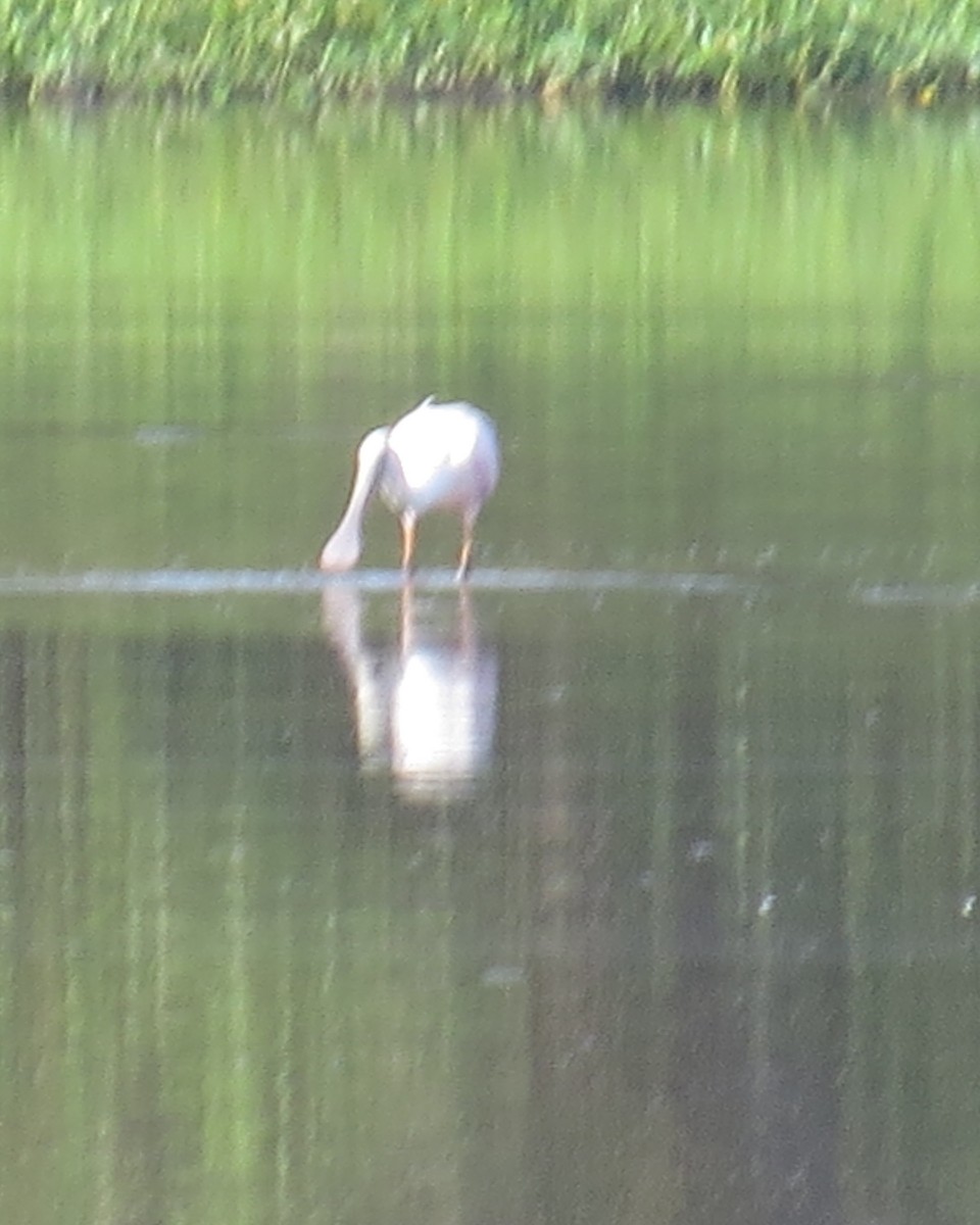 Roseate Spoonbill - ML605671441