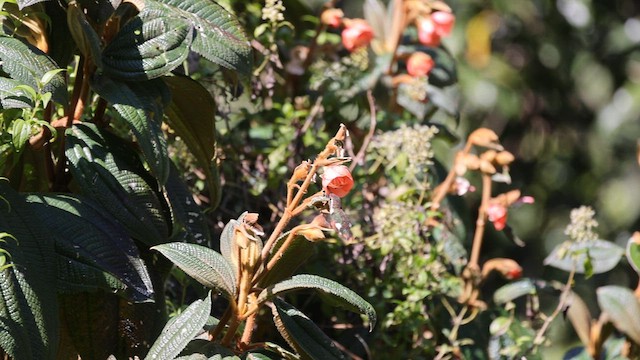 Colibrí de Mulsant - ML605671531