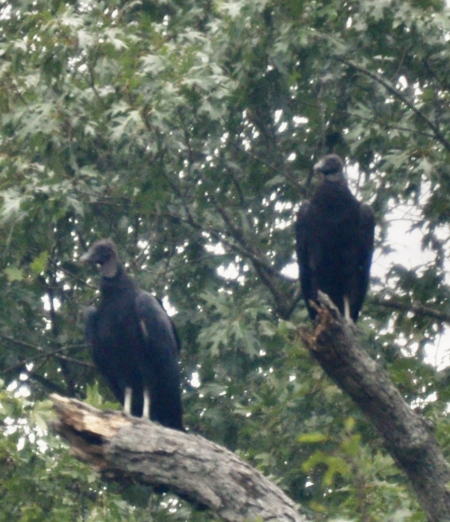 Black Vulture - ML605671641