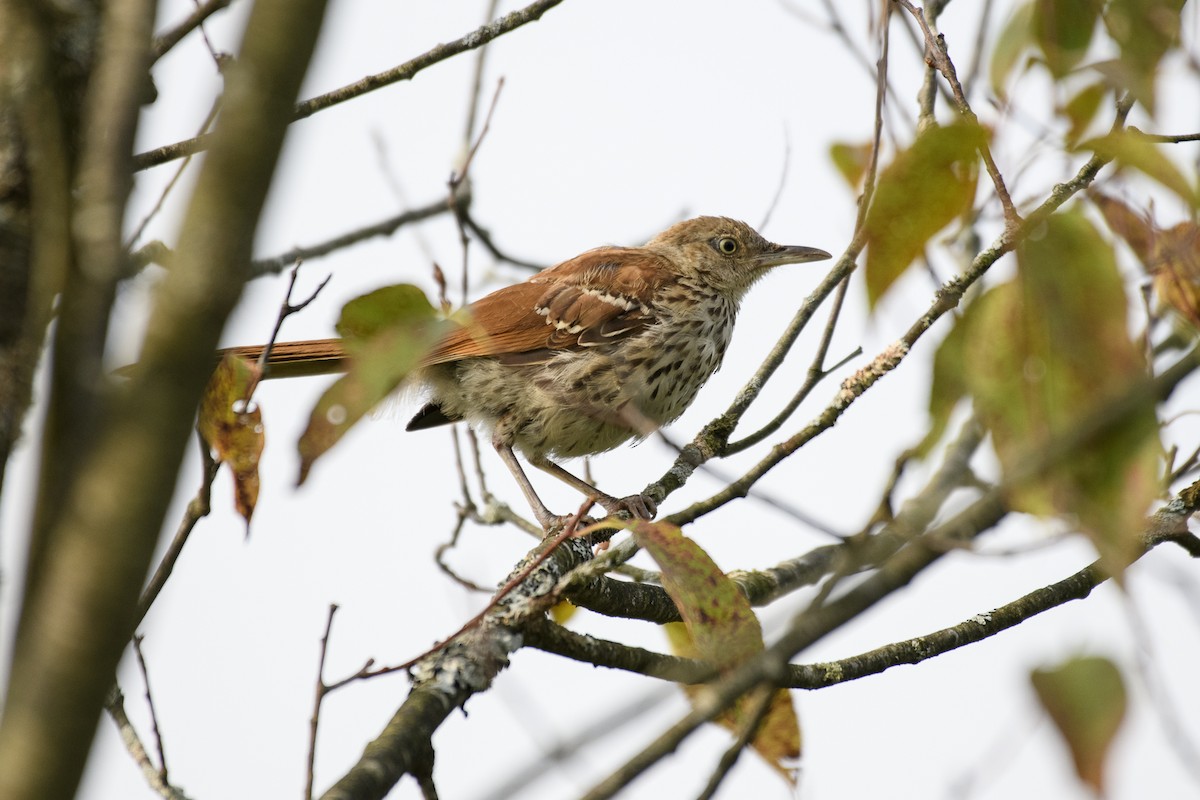 Brown Thrasher - Christine Andrews