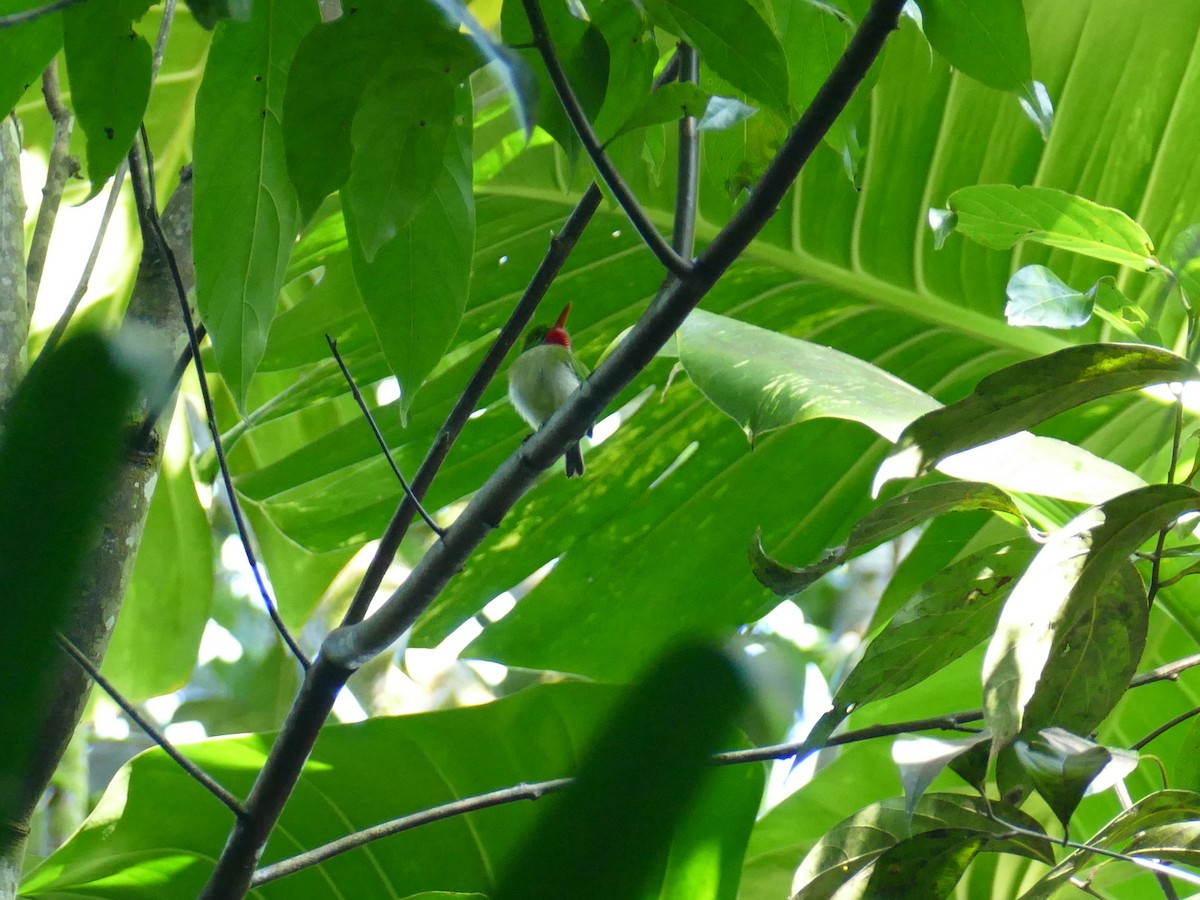 Jamaican Tody - ML605672631