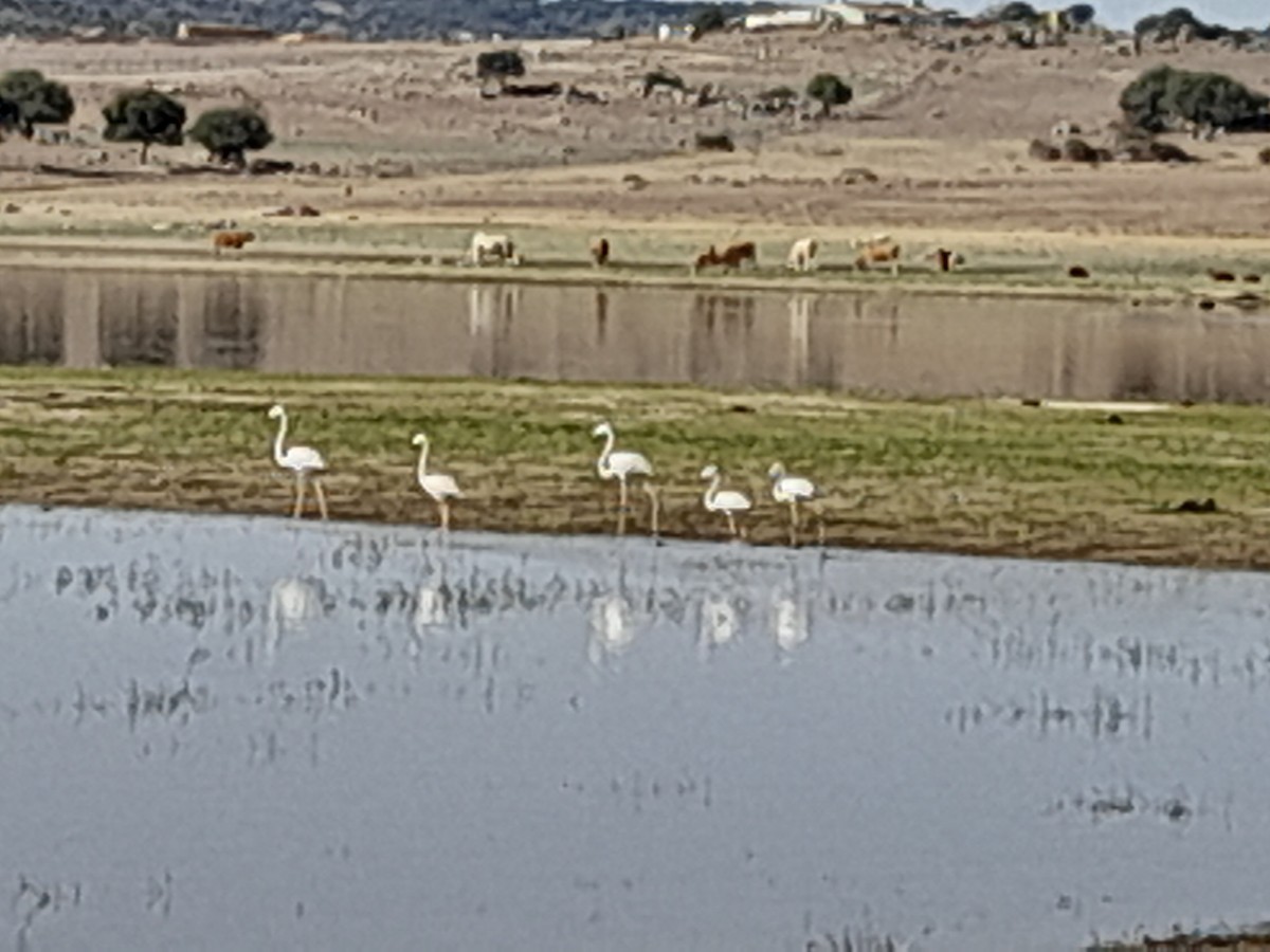 rosenflamingo - ML605672721