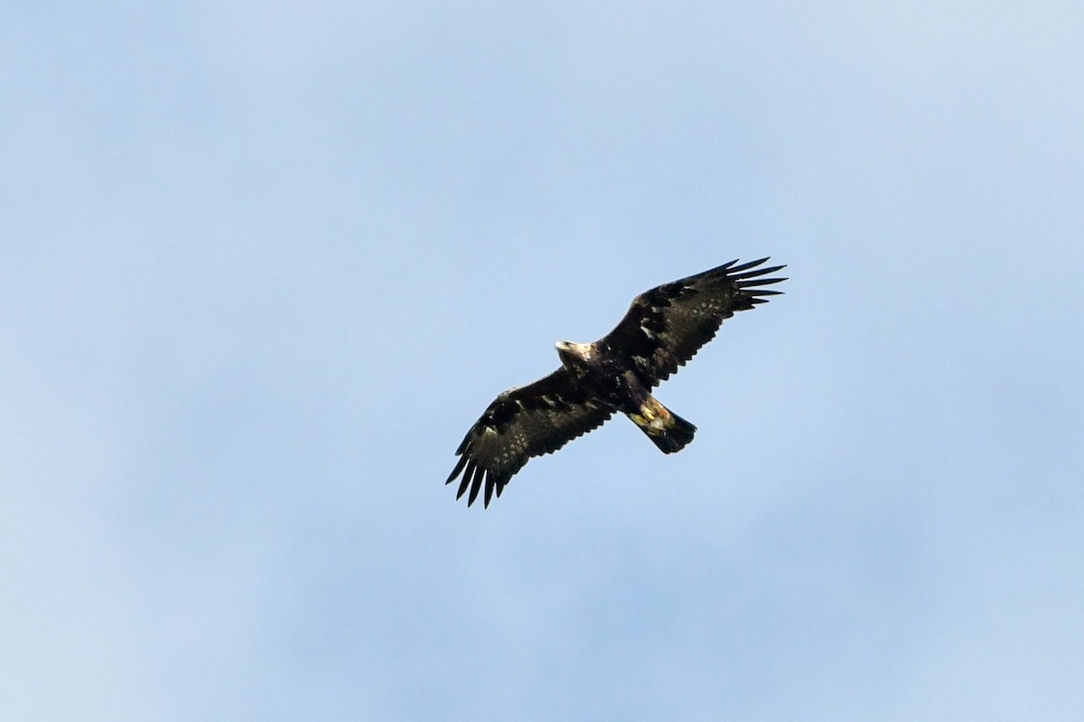 Golden Eagle - Denis Neukomm