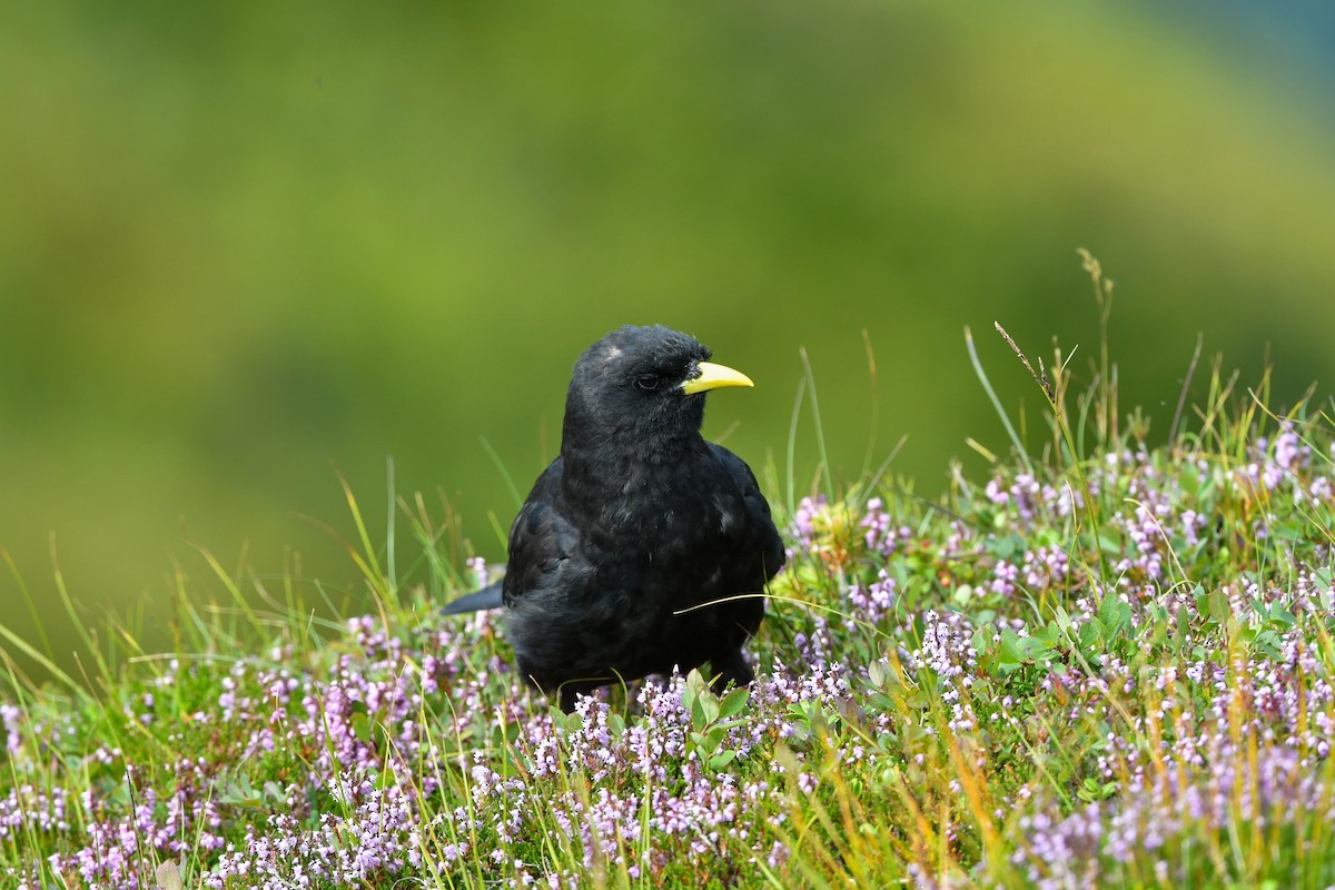 Yellow-billed Chough - ML605673611