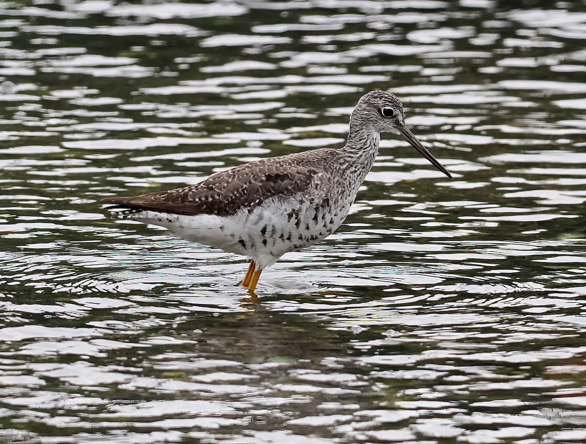 Greater Yellowlegs - ML605674991