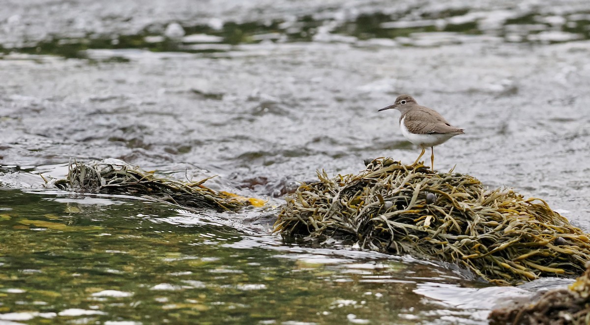 Spotted Sandpiper - ML605675081