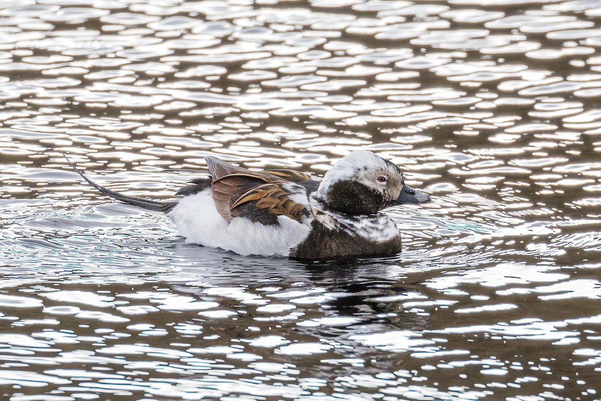 Long-tailed Duck - ML605675491