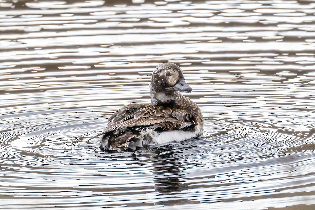 Long-tailed Duck - ML605675511