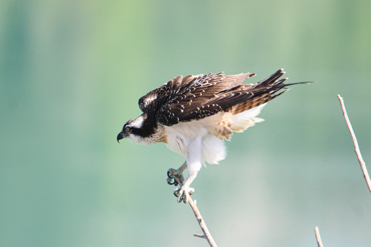 Águila Pescadora - ML605675711