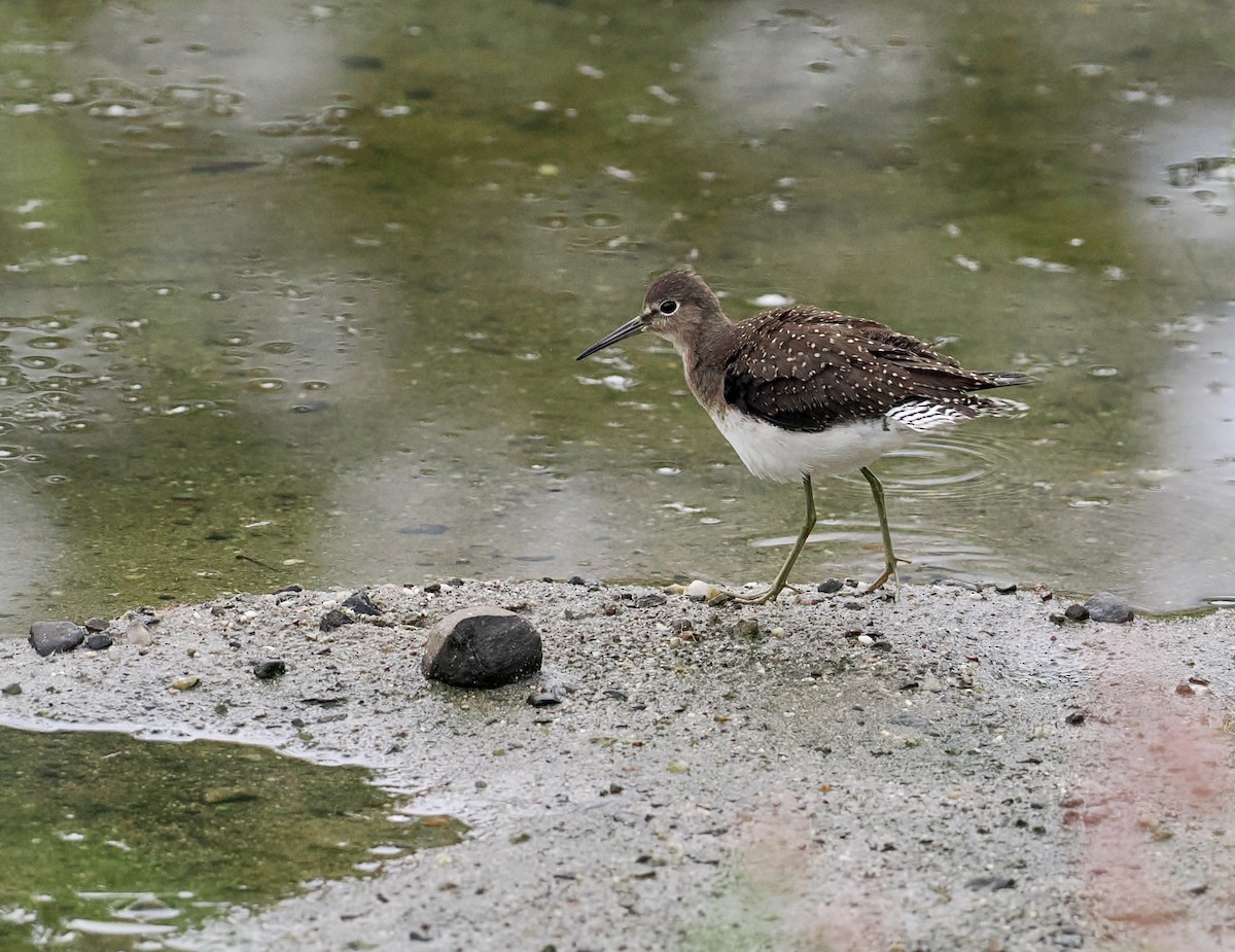 Solitary Sandpiper - ML605675781