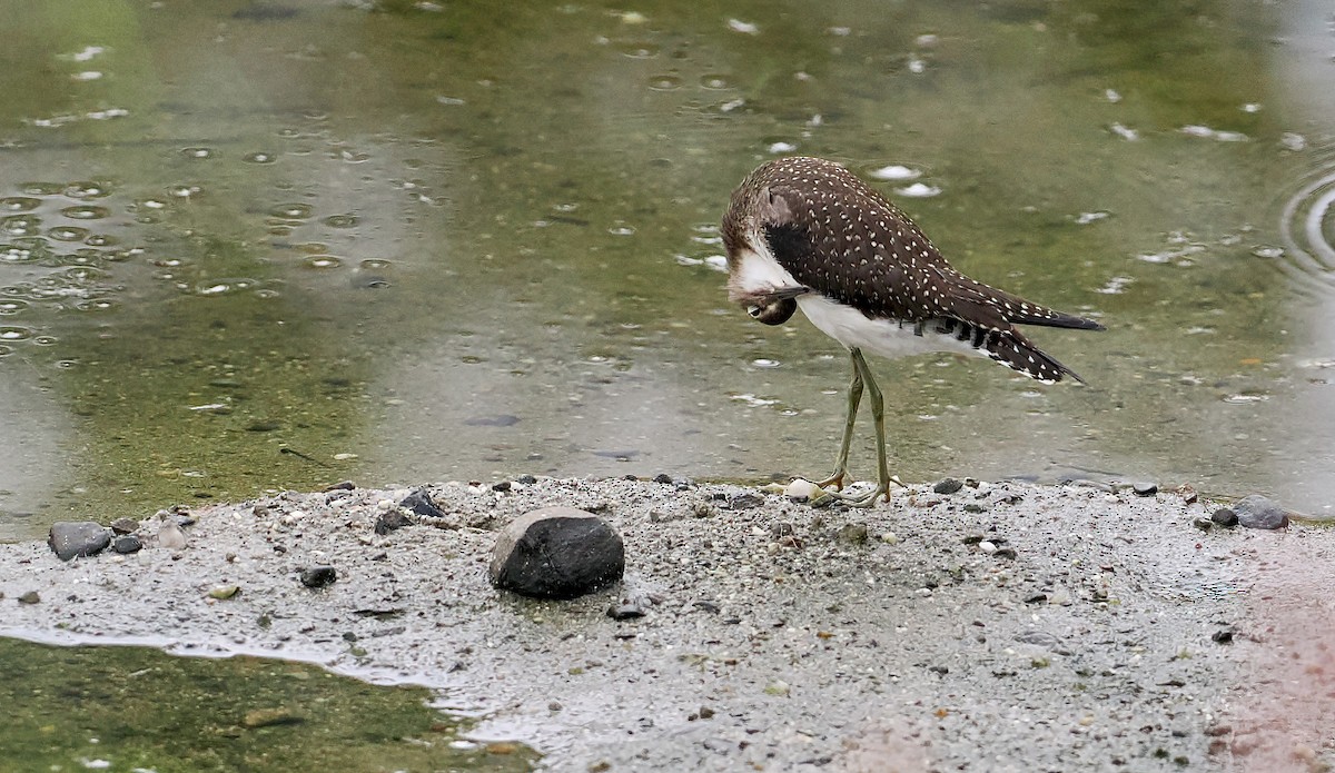 Solitary Sandpiper - ML605675861