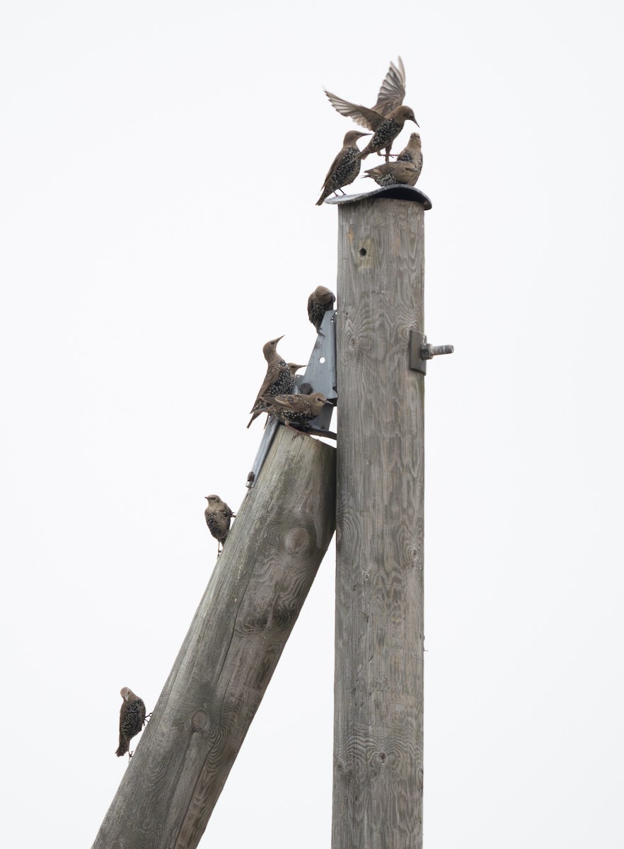 European Starling - Arto Keskinen